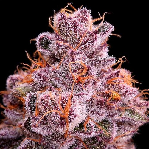 Dankie Run #1 – Fruity Syndicate 🍓. Week 15