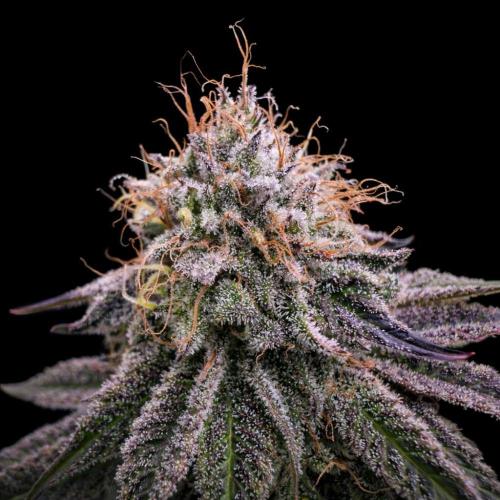 Dankie Run #1 – Fruity Syndicate 🍓. Week 15