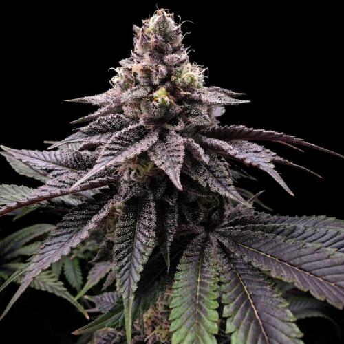 Dankie Run #1 – Fruity Syndicate 🍓. Week 15