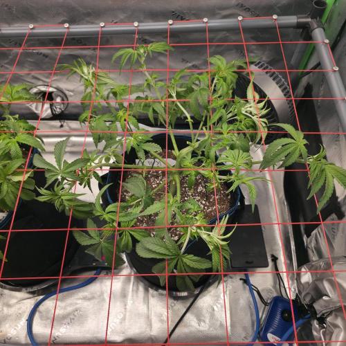 Dankie Run #2 – Arctic Berry Blast. Week 5