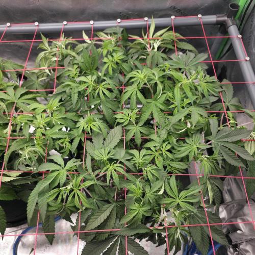 Dankie Run #2 – Arctic Berry Blast. Week 6