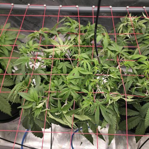 Dankie Run #2 – Arctic Berry Blast. Week 6