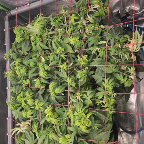 Dankie Run #2 – Arctic Berry Blast. Week 7