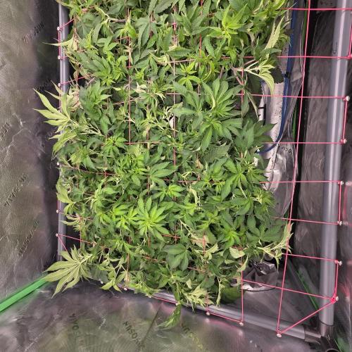 Dankie Run #2 – Arctic Berry Blast. Week 8