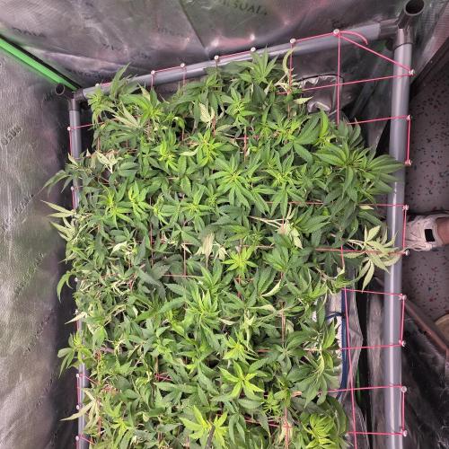 Dankie Run #2 – Arctic Berry Blast. Week 8