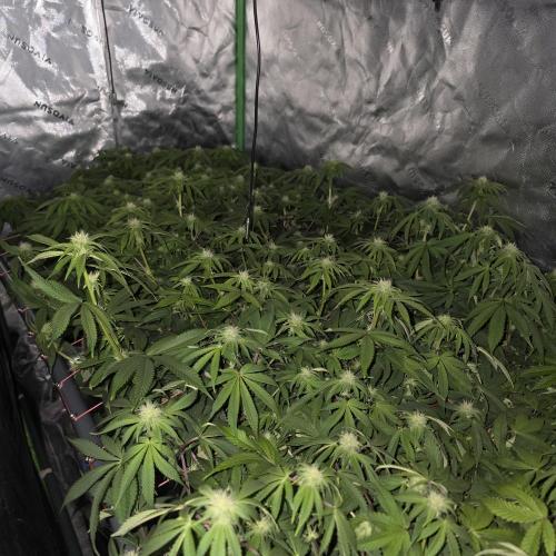 Dankie Run #2 – Arctic Berry Blast. Week 10