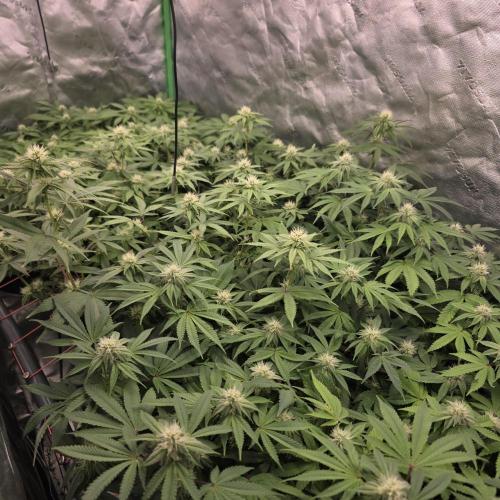 Dankie Run #2 – Arctic Berry Blast. Week 11