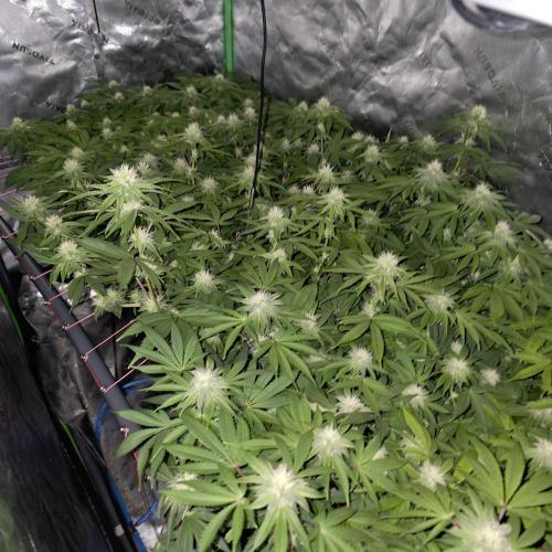 Dankie Run #2 – Arctic Berry Blast. Week 11