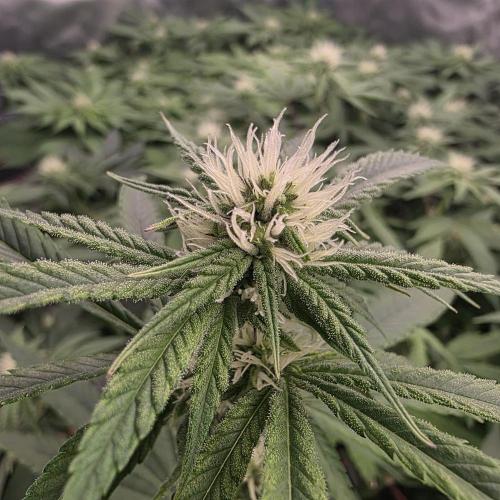 Dankie Run #2 – Arctic Berry Blast. Week 11