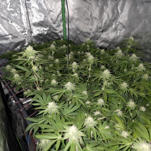 Dankie Run #2 – Arctic Berry Blast. Week 11