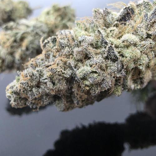 Dankie Run #1 – Fruity Syndicate 🍓. Week 16