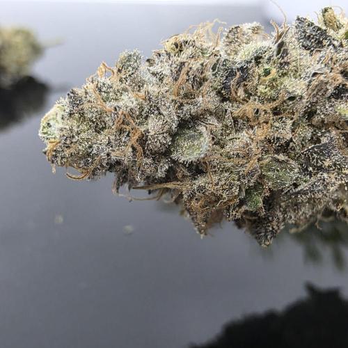 Dankie Run #1 – Fruity Syndicate 🍓. Week 16