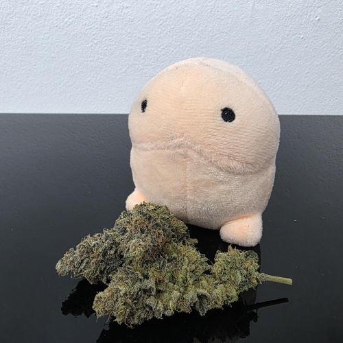 Dankie Run #1 – Fruity Syndicate 🍓. Week 16