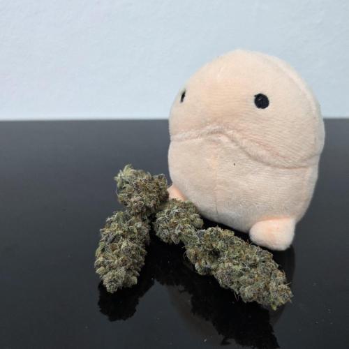 Dankie Run #1 – Fruity Syndicate 🍓. Week 16