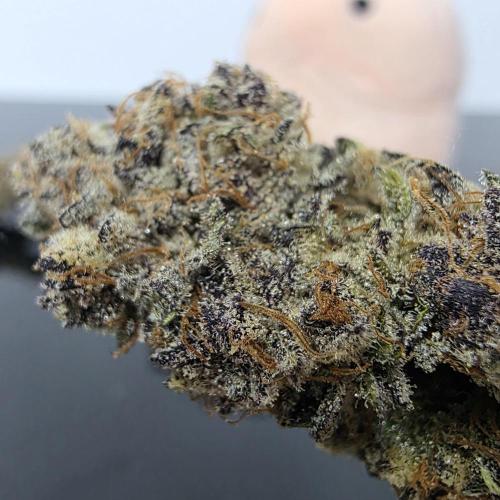 Dankie Run #1 – Fruity Syndicate 🍓. Week 16