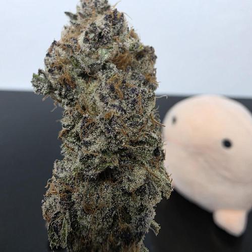 Dankie Run #1 – Fruity Syndicate 🍓. Week 16