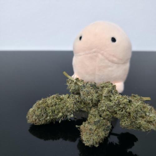 Dankie Run #1 – Fruity Syndicate 🍓. Week 16