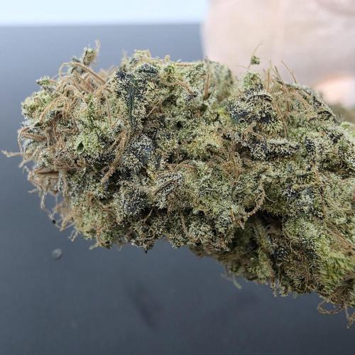 Dankie Run #1 – Fruity Syndicate 🍓. Week 16
