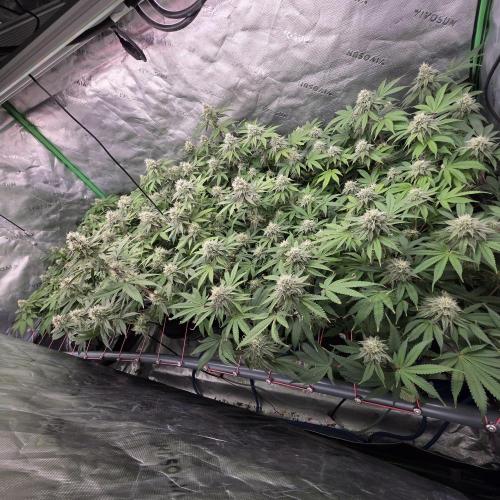 Dankie Run #2 – Arctic Berry Blast. Week 12