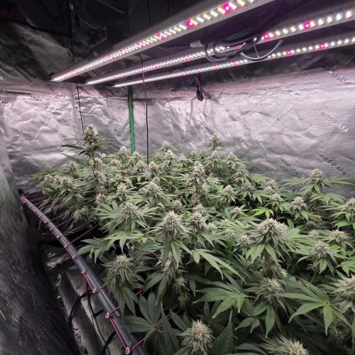 Dankie Run #2 – Arctic Berry Blast. Week 12
