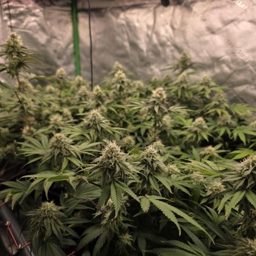 Dankie Run #2 – Arctic Berry Blast. Week 12