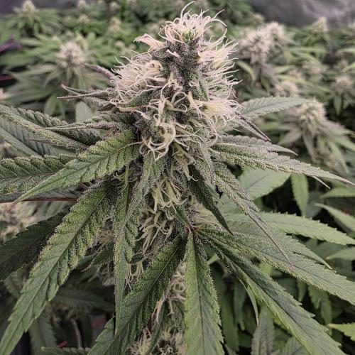 Dankie Run #2 – Arctic Berry Blast. Week 12