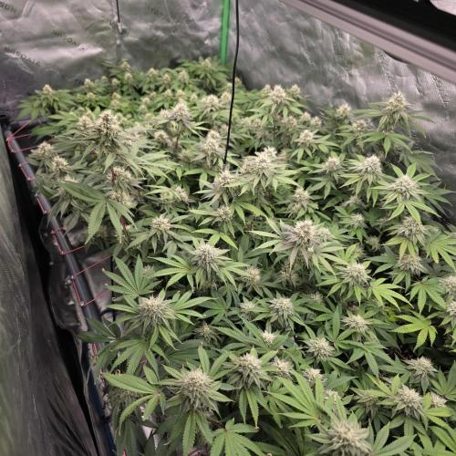 Dankie Run #2 – Arctic Berry Blast. Week 12