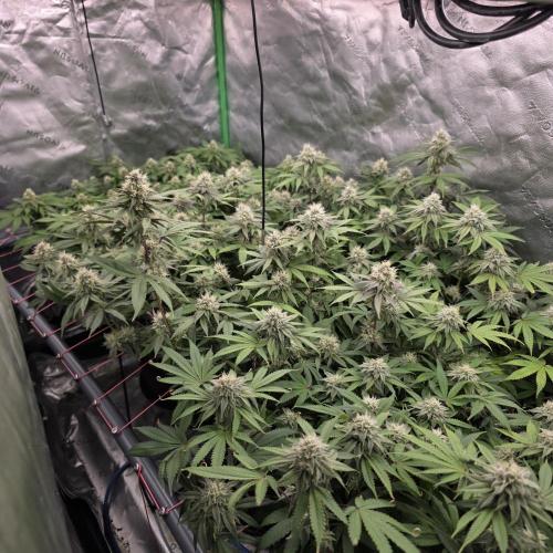 Dankie Run #2 – Arctic Berry Blast. Week 12