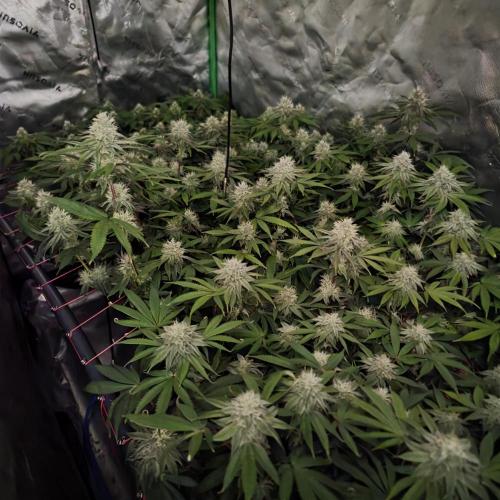Dankie Run #2 – Arctic Berry Blast. Week 12