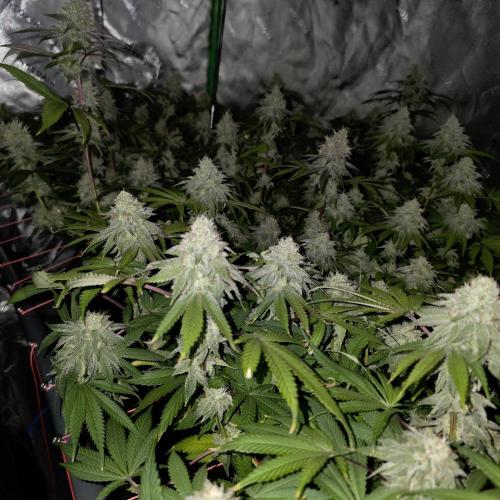 Dankie Run #2 – Arctic Berry Blast. Week 13