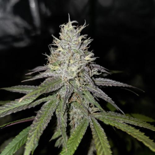 Dankie Run #2 – Arctic Berry Blast. Week 13