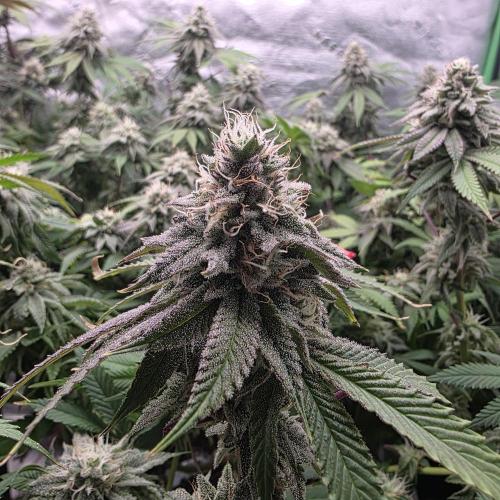 Dankie Run #2 – Arctic Berry Blast. Week 13