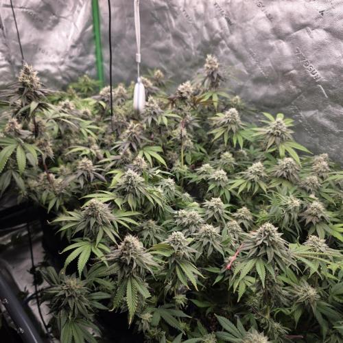 Dankie Run #2 – Arctic Berry Blast. Week 13