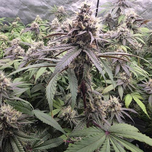 Dankie Run #2 – Arctic Berry Blast. Week 13