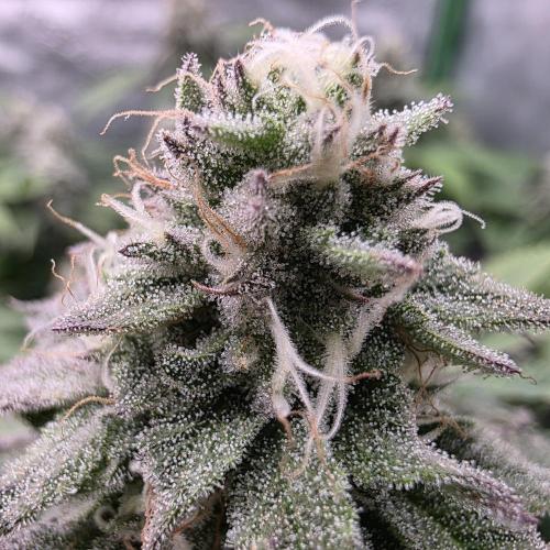 Dankie Run #2 – Arctic Berry Blast. Week 13