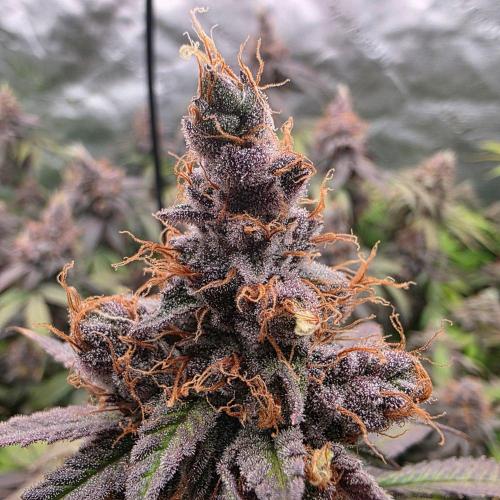 Dankie Run #2 – Arctic Berry Blast. Week 17
