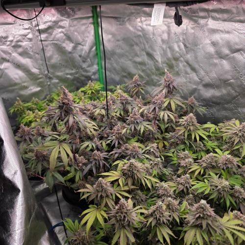 Dankie Run #2 – Arctic Berry Blast. Week 17