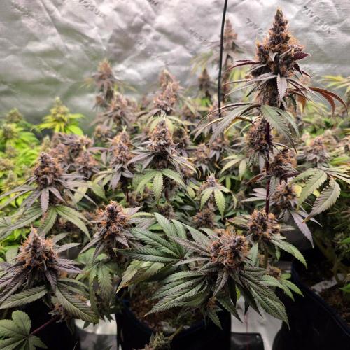 Dankie Run #2 – Arctic Berry Blast. Week 17
