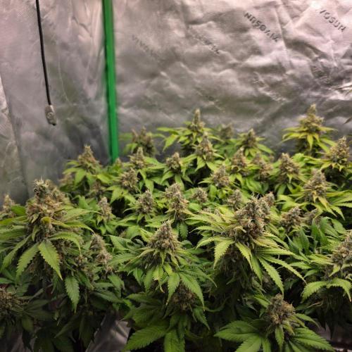 Dankie Run #2 – Arctic Berry Blast. Week 17