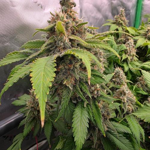 Dankie Run #2 – Arctic Berry Blast. Week 17