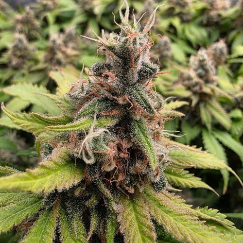 Dankie Run #2 – Arctic Berry Blast. Week 17