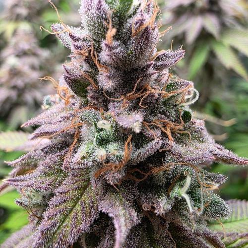 Dankie Run #2 – Arctic Berry Blast. Week 17