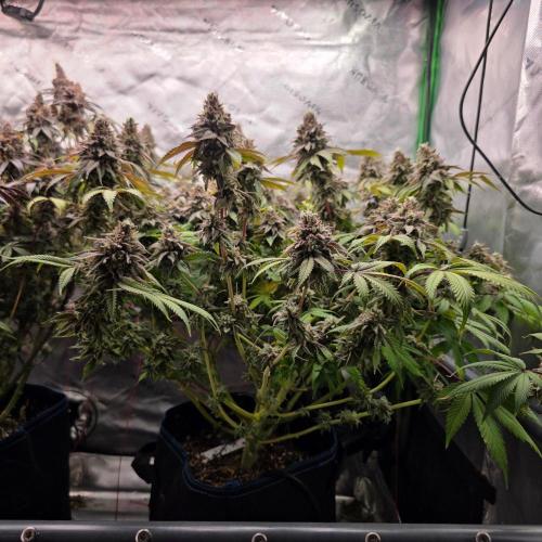 Dankie Run #2 – Arctic Berry Blast. Week 17