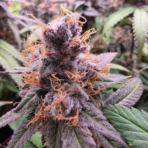 Dankie Run #2 – Arctic Berry Blast. Week 17