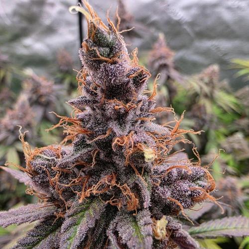 Dankie Run #2 – Arctic Berry Blast. Week 17