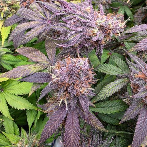 Dankie Run #2 – Arctic Berry Blast. Week 17