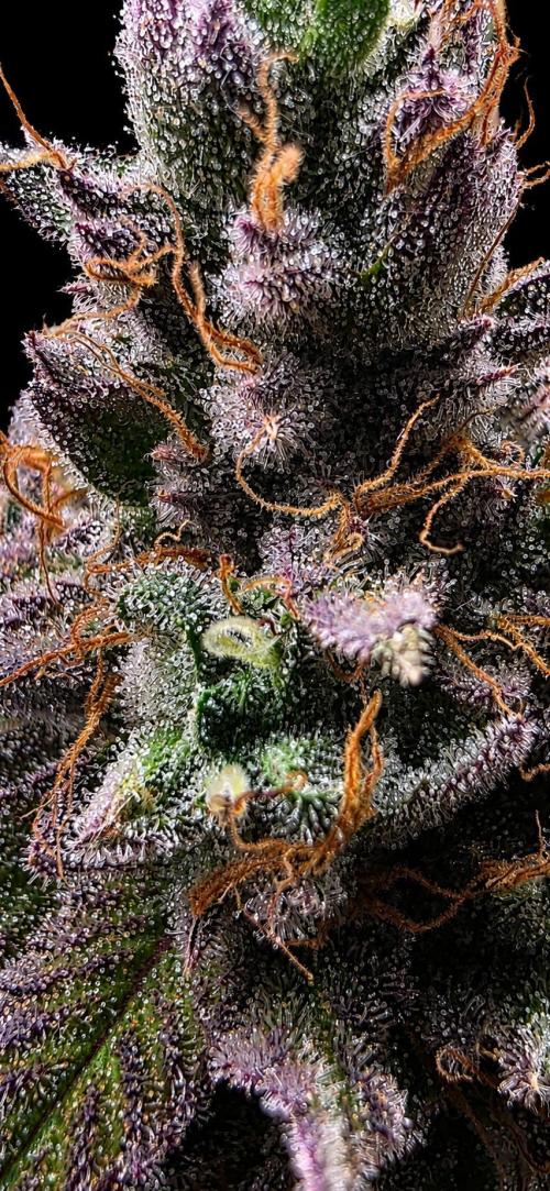 Dankie Run #2 – Arctic Berry Blast. Week 17