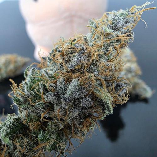 Dankie Run #2 – Arctic Berry Blast. Week 18