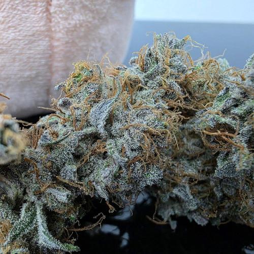 Dankie Run #2 – Arctic Berry Blast. Week 18