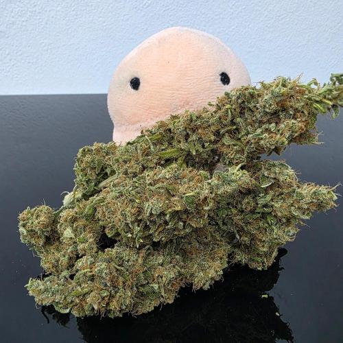 Dankie Run #2 – Arctic Berry Blast. Week 18